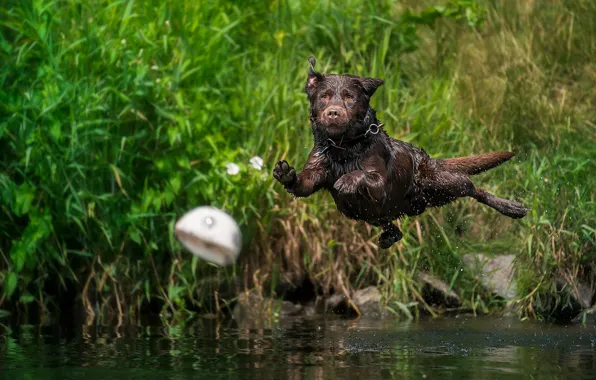 Picture water, squirt, jump, the ball, dog, Labrador Retriever