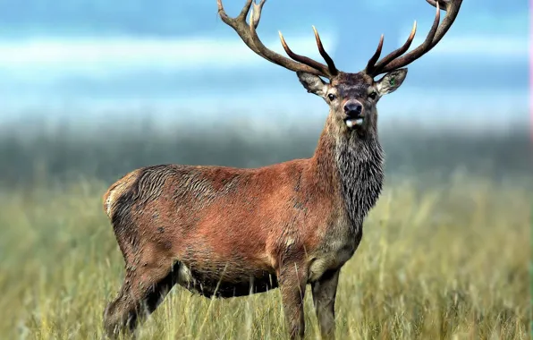 Picture field, deer, horns, Imperial red deer