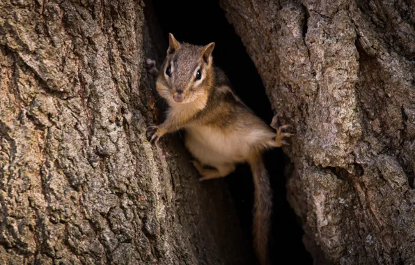 Picture tree, Chipmunk, funny