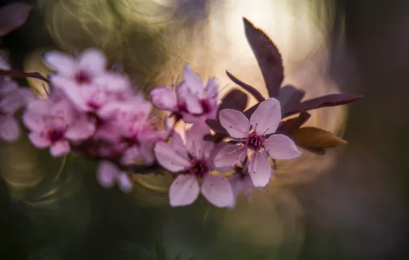Picture background, petals, Japanese cherry