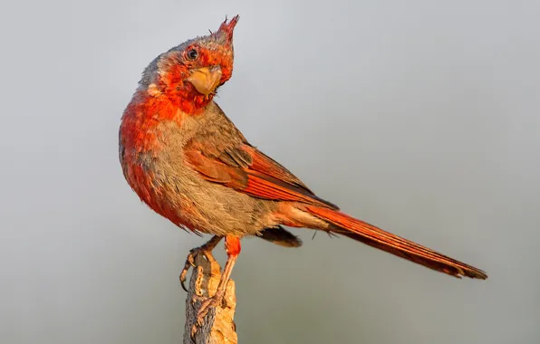 Picture bird, beak, tail, parrot cardinal