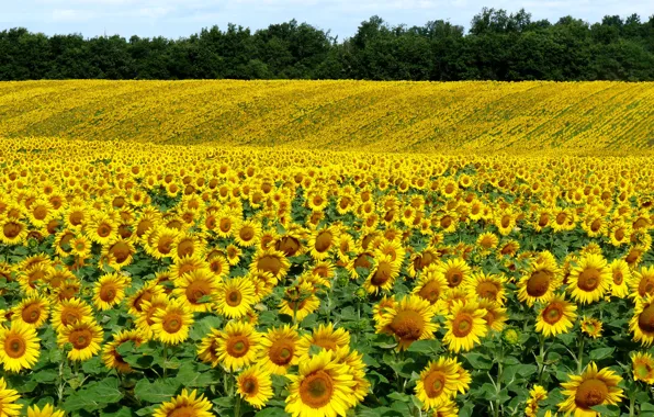 Picture Nature, Field, Summer, Sunflowers, Nature, Summer, Field, Sunflowers