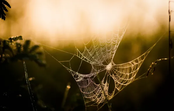 Picture nature, background, web