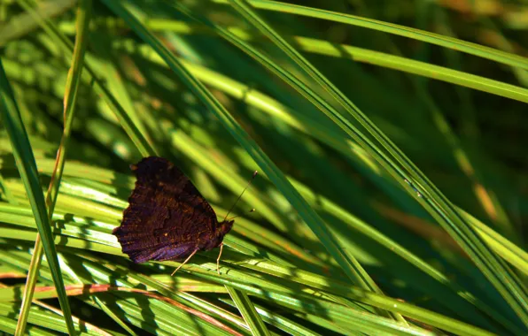 Picture summer, grass, macro, butterfly