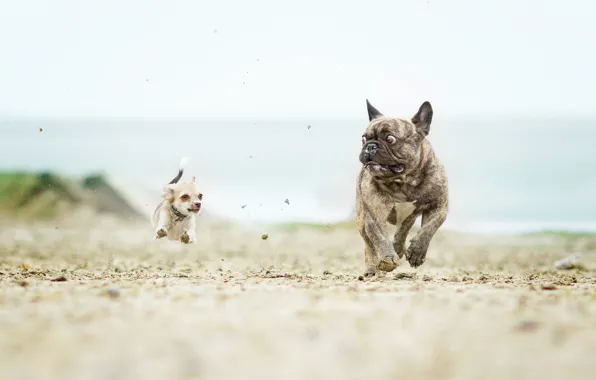 Picture dogs, Chihuahua, French bulldog, catch-up, the horror in the eyes
