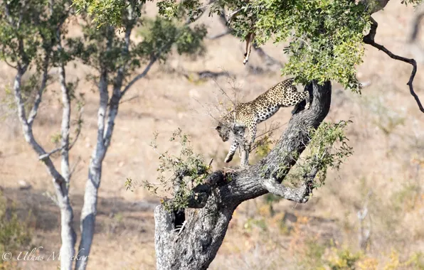 Picture predator, leopard, Africa, wild cat, on the tree