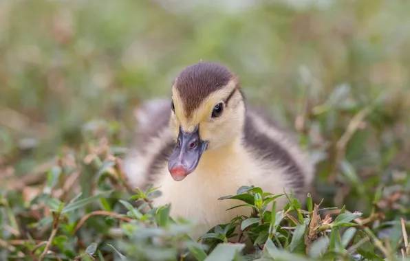 Picture Grass, Duck, Baby