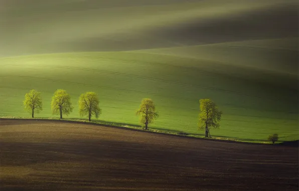 Picture trees, nature, hills, field, spring