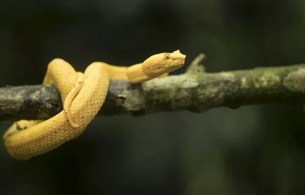 Picture nature, tree, snake, Branch
