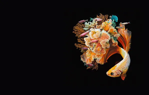 Picture fish, art, reef, coral, Lisa Ericson