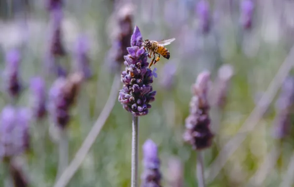Picture flower, bee, insect, lavender