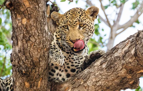 Picture language, face, predator, leopard, Africa, wild cat, licked