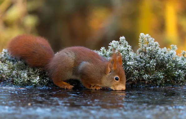 Picture autumn, water, pose, background, plants, protein, muzzle, animal, drink, wildlife, squirrel, rodents, drinking water