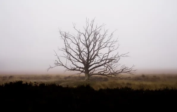 Picture field, fog, tree