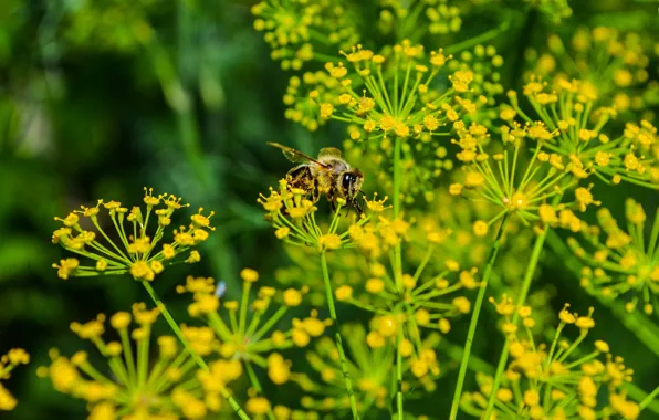 Picture summer, macro, nature, green, bee, dill, insect, bee