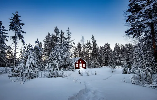 Picture winter, forest, snow, trees, house, Sweden, Sweden, Storforsen Nature Reserve