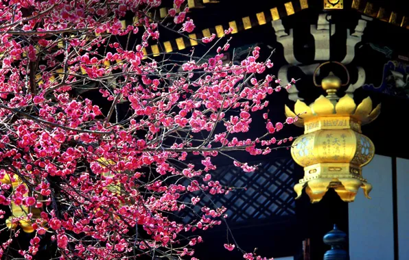 Picture tree, Japan, flowering, drain, Kitano-The Kitano Tenmangu Shrine