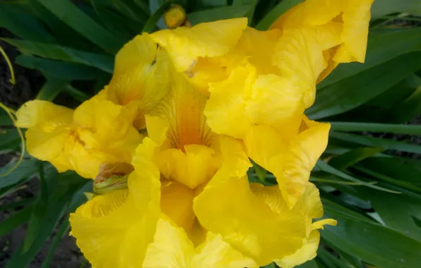 Picture flower, flowers, Yellow, iris