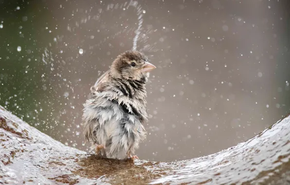 Picture water, squirt, bird, Sparrow, ruffled