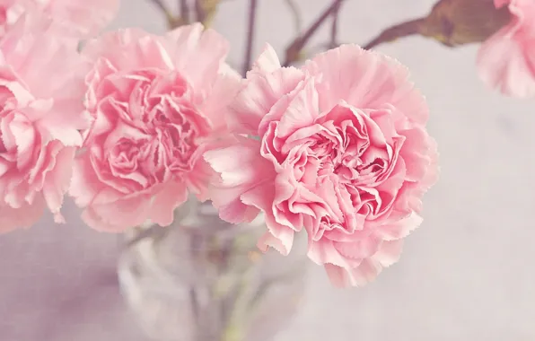 Picture flowers, bouquet, vase, pink, clove