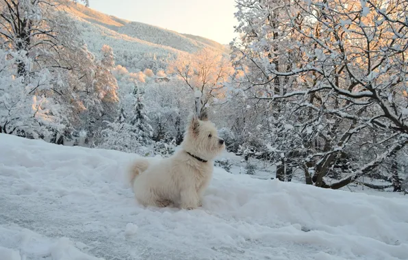 Picture Winter, Snow, Dog, Dog, Winter, Snow, The West highland white Terrier