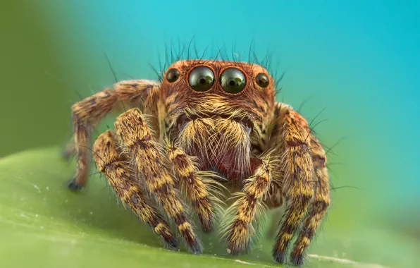 Picture eyes, macro, legs, spider, insect