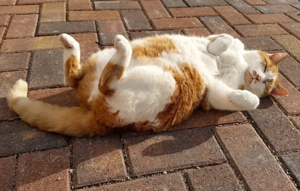 Picture cat, cat, relax, sleep, legs, the sidewalk, chill, sleeping
