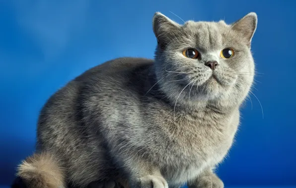Picture cat, blue, background