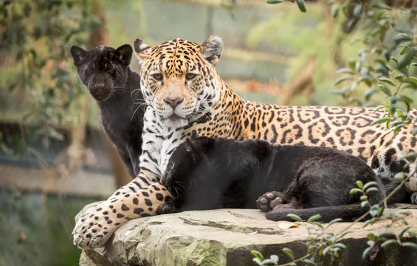 Picture cats, nature, baby, mom, jaguars