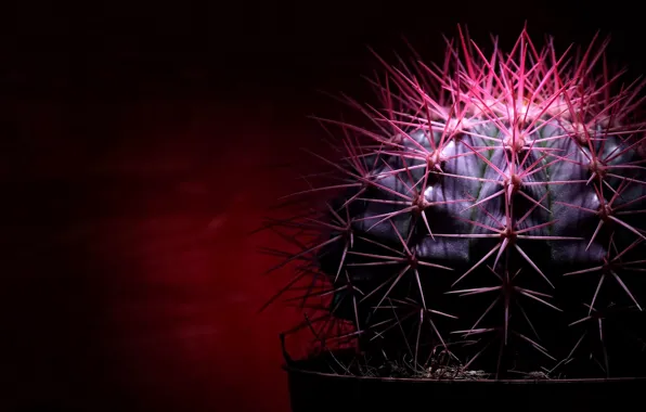 Picture needle, the dark background, cactus, spikes, red light, picture macro