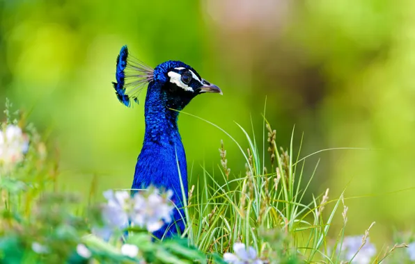 Picture nature, bird, peacock, weed