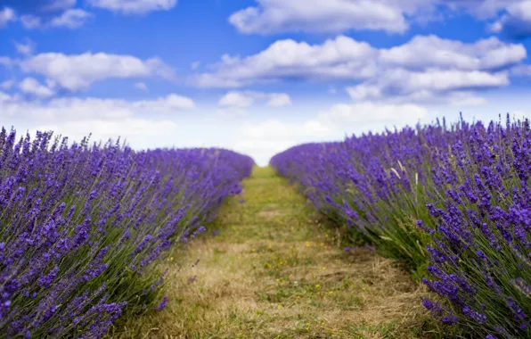 Picture field, flowers, lavender, plantation