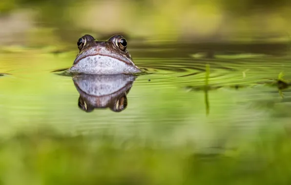 Picture nature, pond, frog