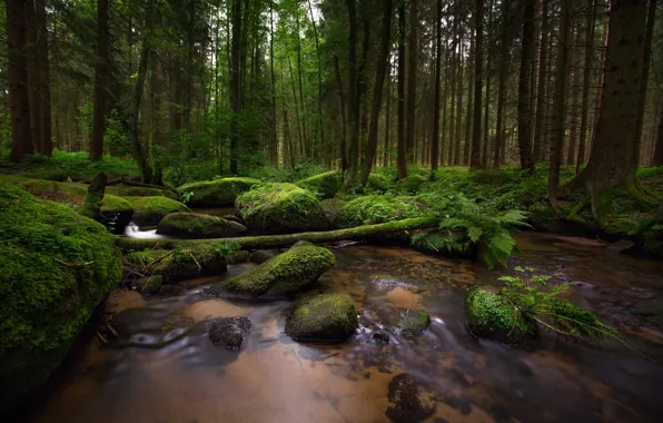 Picture forest, stream, stones, moss
