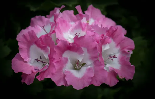 Picture flower, macro, pink, petals