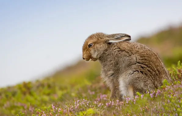 Picture summer, nature, hare