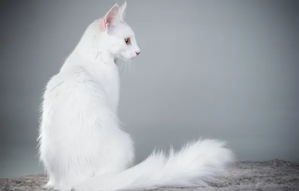 Picture cat, background, white, Angora cat