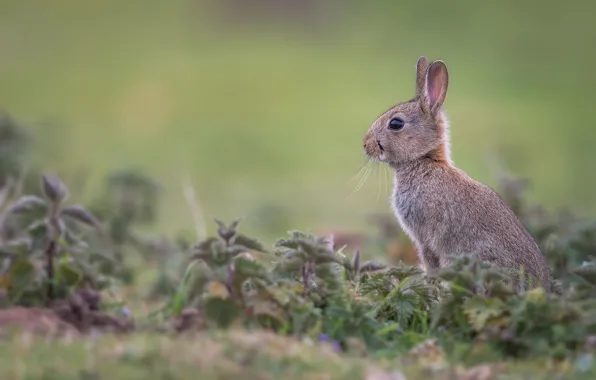 Picture grass, rabbit, profile