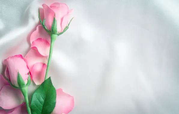 Picture flowers, roses, petals, silk, pink, buds, fresh, pink, flowers, beautiful, silk, roses