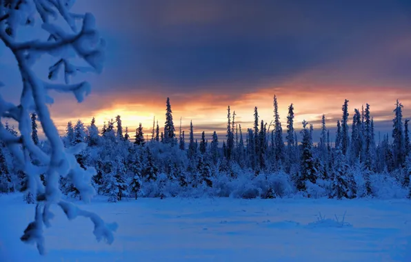 Picture winter, forest, snow, trees, branches, sunrise, dawn, morning, Alaska, Alaska, Tolson, Tolsona