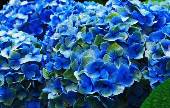 Picture flowers, petals, flowering, blue, inflorescence, hydrangea