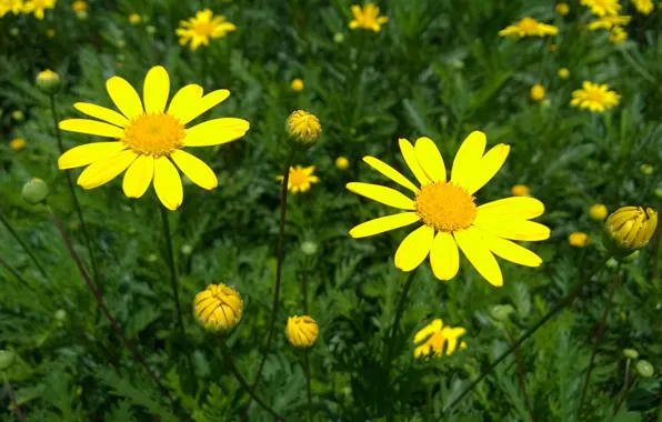 Picture field, petals, Daisy, meadow