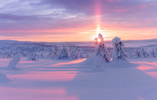 Picture Sunset, The sun, Winter, Snow, Tree