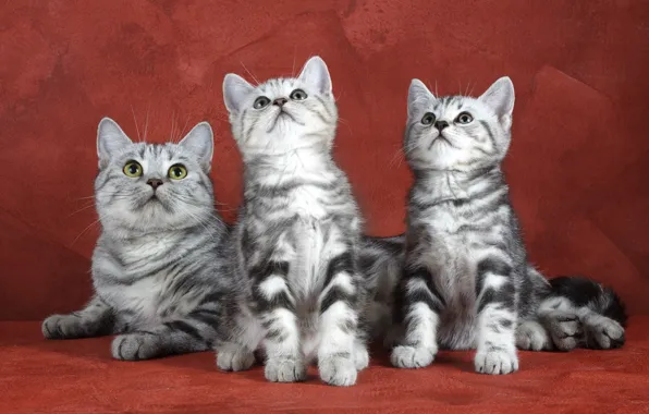 Picture Kittens, Background, Trio