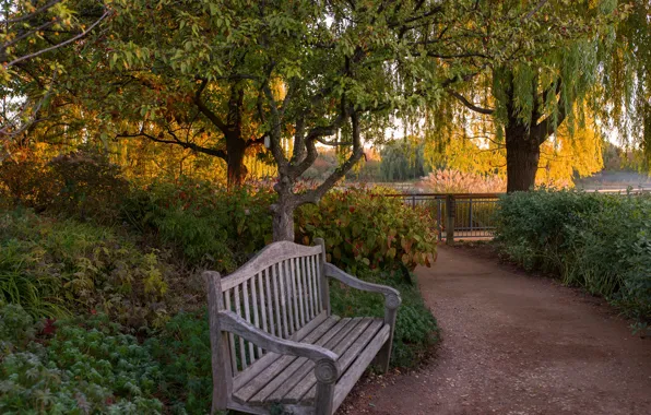 Picture autumn, trees, bench, pond, Park, the fence, track, USA, the bushes, Chicago Botanic Garden