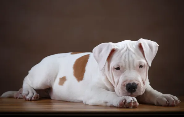 Picture puppy, pit bull, breed