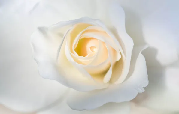 Picture white, macro, rose, petals