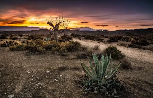 Picture road, sunset, tree, cactus