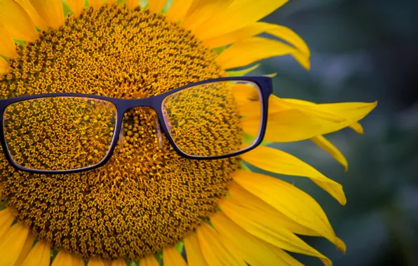 Picture sunflower, petals, glasses