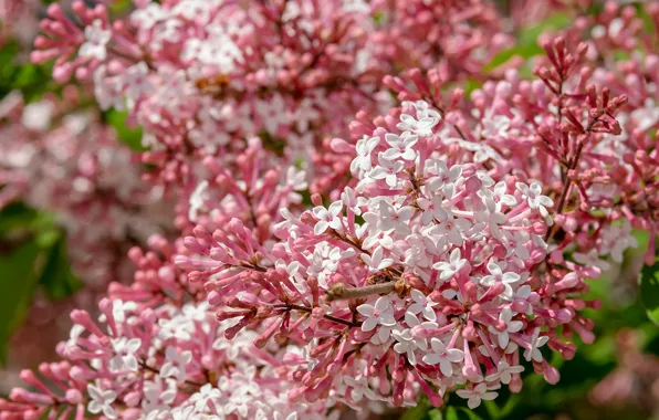Picture flowers, branches, Bush, spring, flowering, lilac